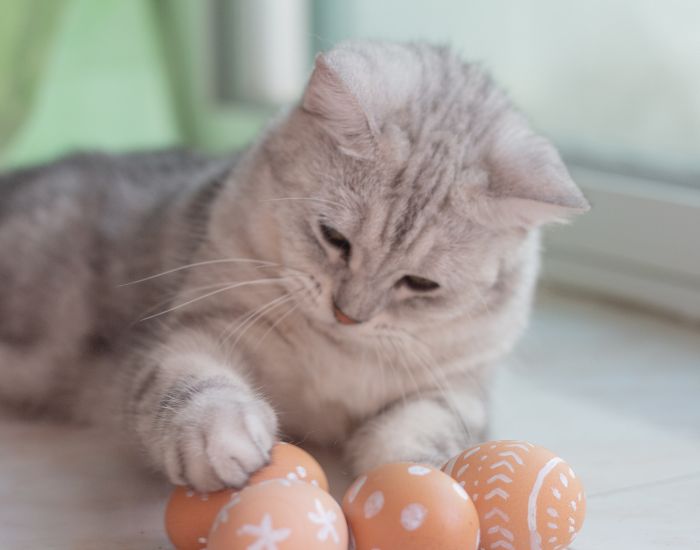Un ou pentru pisica dumneavoastră nu este un aliment complet și echilibrat, așa că nu ar trebui să apară prea des în dieta pisicii dumneavoastră.